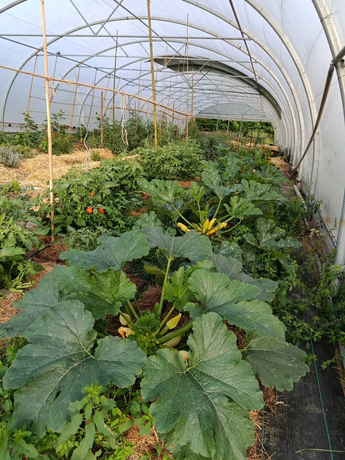 Moestuinserre in overvloed op het domein